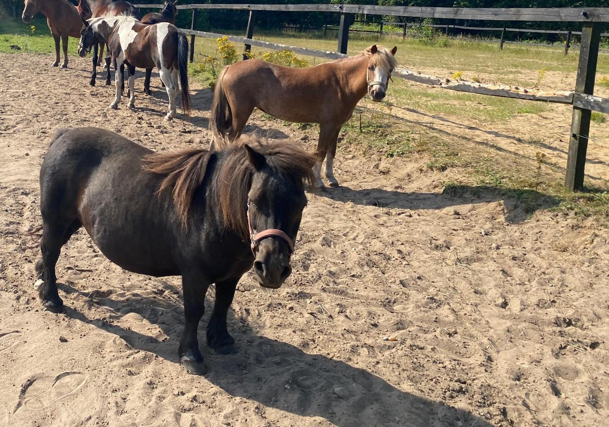 Stutteri Skandihest Séjour à la ferme