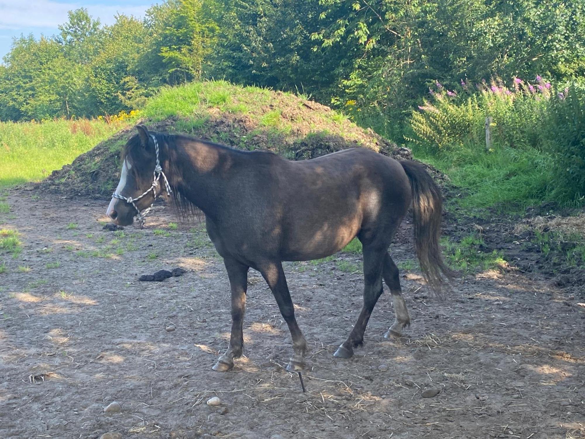 Stutteri Skandihest Séjour à la ferme Billund
