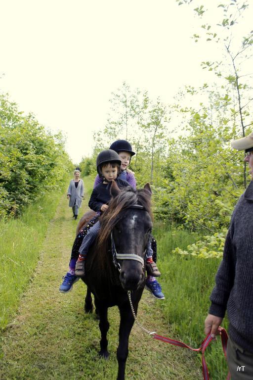 Stutteri Skandihest Séjour à la ferme *