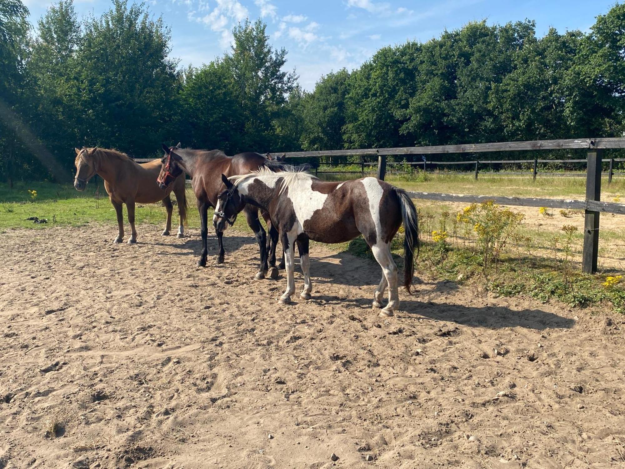 Farm stay Stutteri Skandihest